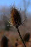 DSCF4814.jpg