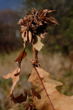 DSCF4826.jpg
