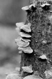 lfungi.jpg