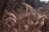 DSCF0115.jpg