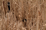 DSCF0516.jpg