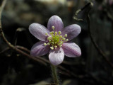 DSCN1374.JPG
