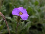DSCN0096.JPG