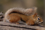 DSCF0956.jpg