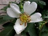 Rain Rose