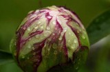 Ready to open