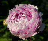 Peony