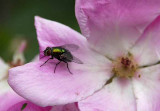 Rose & Fly