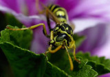 Wasp grooming