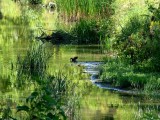 East Holland River
