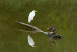 Three birds on a log
