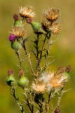 Thistle