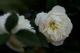 Sunset rose