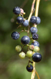 Wild Grapes
