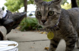 Cats bell