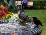 Fountain birds