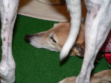 greyhound tail 1.jpg