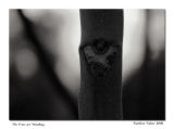 TreesareWatching_b
