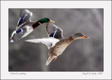 Paired Landing