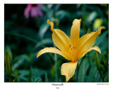 KT - Daylily_edit