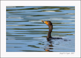Cormorant