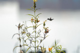 Hummer_uncropped