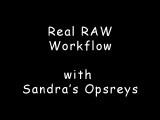 Real RAW Workflow with Sandra's Ospreys