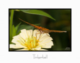 Print Tinkerbell Catalogue.jpg