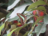 Graphium sarpedon