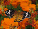 Argyreus hyperbius, male