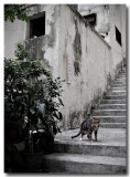 street cat.jpg