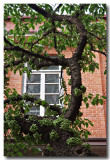 fig tree 7.jpg