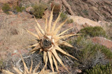 Century Plant Toppled Over