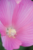 August : Swamp Mallow