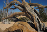 Bristlecone Root