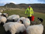 Feeding Sheep Horn Head.jpg