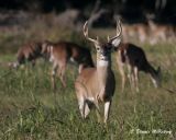 White-tail Buck with harem