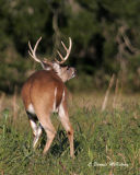 White-tail Buck sniffing female