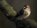 Common Redpoll