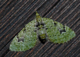 Chloroclystis v-ata