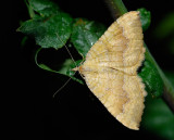 Camptogramma bilineata