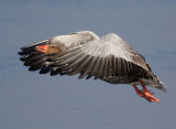 Greylag Goose