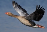 Greylag Goose