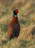 Common (Ring-necked) Pheasant