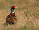 Common (Ring-necked) Pheasant
