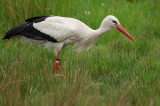 White Stork