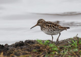 Broad-billed Sandpiper