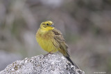 Zigolo Giallo (Yellowhammer)_3334.jpg