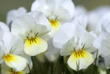 Viola calcarata_027.jpg