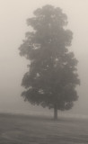 Tree, Fence, and Fog